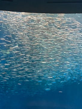名古屋港水族館に投稿された画像（2021/11/23）