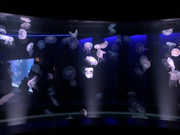 京都水族館に投稿された画像（2021/11/23）