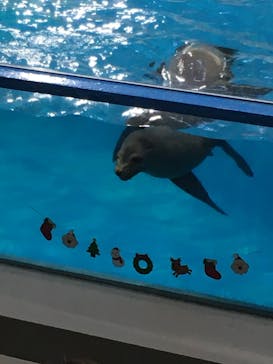 登別マリンパークニクスに投稿された画像（2021/11/23）