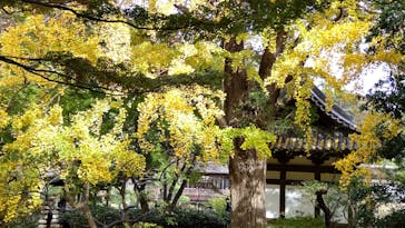 三溪園に投稿された画像（2021/11/23）