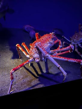 新江ノ島水族館に投稿された画像（2021/11/23）