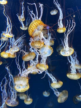 新江ノ島水族館に投稿された画像（2021/11/23）