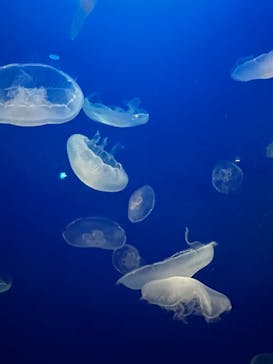 新江ノ島水族館に投稿された画像（2021/11/23）