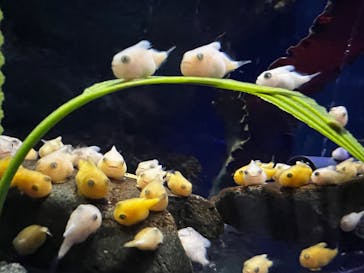 新江ノ島水族館に投稿された画像（2021/11/23）