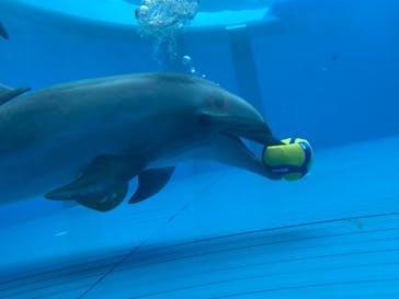 大分マリーンパレス水族館 「うみたまご」に投稿された画像（2021/11/23）