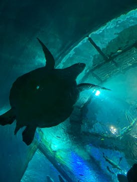 大分マリーンパレス水族館 「うみたまご」に投稿された画像（2021/11/23）