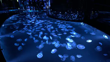 すみだ水族館に投稿された画像（2021/11/23）