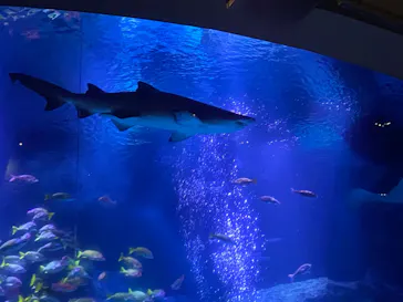 すみだ水族館に投稿された画像（2021/11/23）