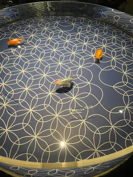 すみだ水族館に投稿された画像（2021/11/23）