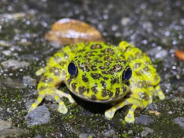 奄美ナイトツアーサービスに投稿された画像（2021/11/23）