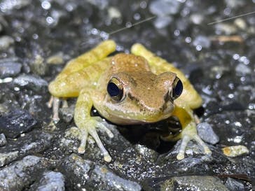 奄美ナイトツアーサービスに投稿された画像（2021/11/23）