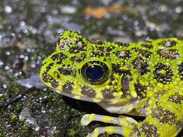 奄美ナイトツアーサービスに投稿された画像（2021/11/23）