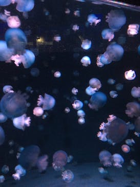 京都水族館に投稿された画像（2021/11/23）