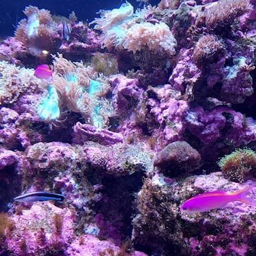 マクセル アクアパーク品川に投稿された画像（2021/11/23）