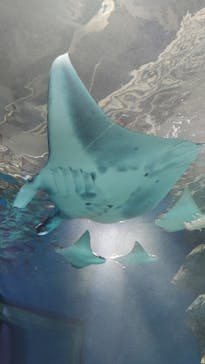 マクセル アクアパーク品川に投稿された画像（2021/11/23）