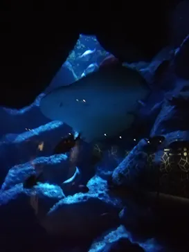 すみだ水族館に投稿された画像（2021/11/23）