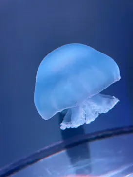 すみだ水族館に投稿された画像（2021/11/23）