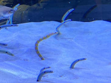 マリンワールド海の中道に投稿された画像（2021/11/23）