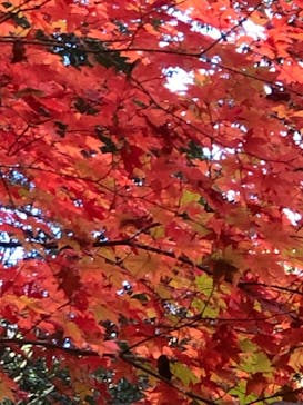 アソビュー株式会社　150881に投稿された画像（2021/11/23）