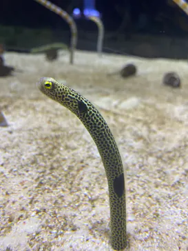 すみだ水族館に投稿された画像（2021/11/23）