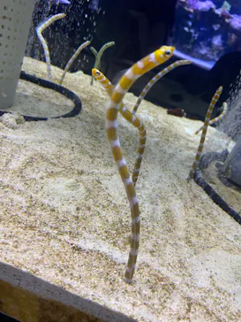 すみだ水族館に投稿された画像（2021/11/23）