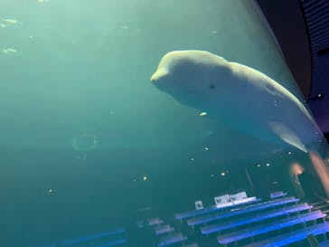 島根県立 しまね海洋館に投稿された画像（2021/11/23）