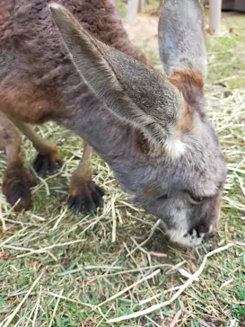 神戸どうぶつ王国に投稿された画像（2021/11/23）