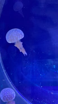 名古屋港水族館に投稿された画像（2021/11/23）