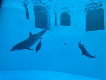 名古屋港水族館に投稿された画像（2021/11/23）