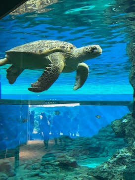 名古屋港水族館に投稿された画像（2021/11/23）