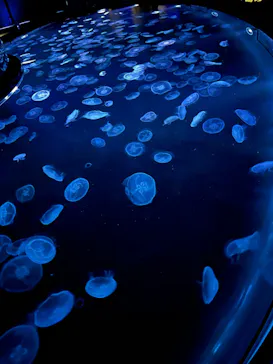 すみだ水族館に投稿された画像（2021/11/23）