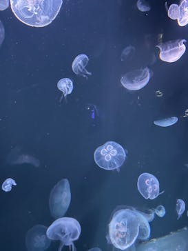サンシャイン水族館に投稿された画像（2021/11/23）