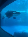 名古屋港水族館に投稿された画像（2021/11/23）