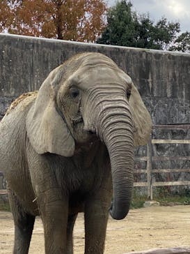 東武動物公園に投稿された画像（2021/11/23）