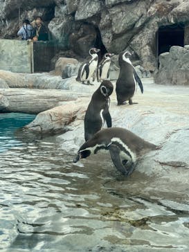 東武動物公園に投稿された画像（2021/11/23）