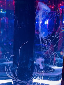 マクセル アクアパーク品川に投稿された画像（2021/11/23）