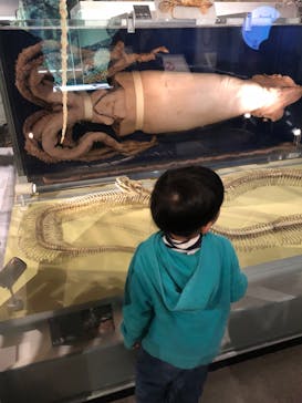 国立科学博物館に投稿された画像（2021/11/23）