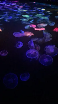 すみだ水族館に投稿された画像（2021/11/23）