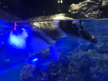 すみだ水族館に投稿された画像（2021/11/23）