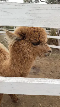 神戸どうぶつ王国に投稿された画像（2021/11/23）