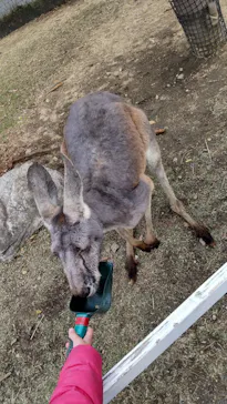 神戸どうぶつ王国に投稿された画像（2021/11/23）