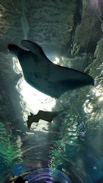 マクセル アクアパーク品川に投稿された画像（2021/11/23）