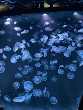 すみだ水族館に投稿された画像（2021/11/23）