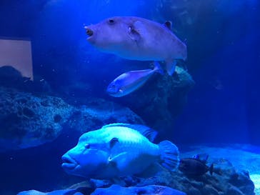 マクセル アクアパーク品川に投稿された画像（2021/11/23）