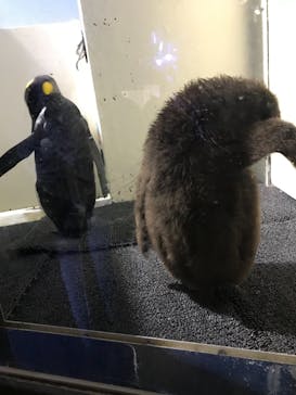 マクセル アクアパーク品川に投稿された画像（2021/11/23）