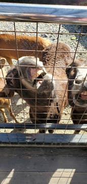 那須サファリパークに投稿された画像（2021/11/23）