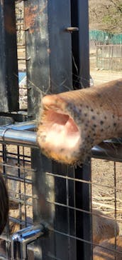 那須サファリパークに投稿された画像（2021/11/23）