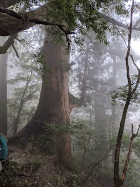 屋久島ガイド21EC-Kに投稿された画像（2021/11/23）