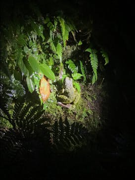 奄美ナイトガイドサービスに投稿された画像（2021/11/23）