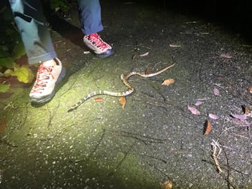 奄美ナイトガイドサービスに投稿された画像（2021/11/23）